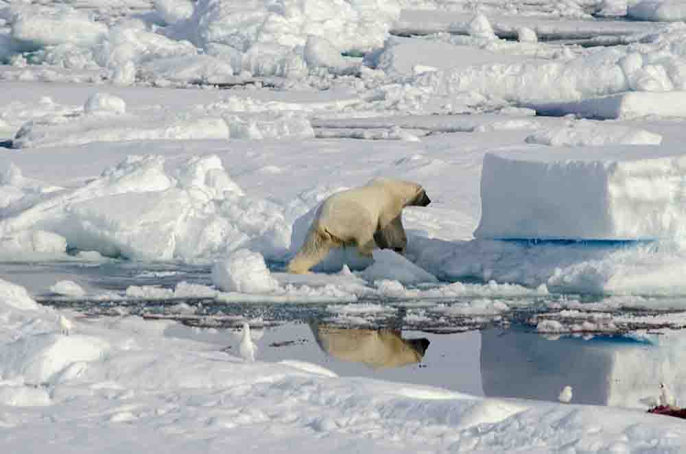 37 - Oso Polar - islas Svalbard - Noruega